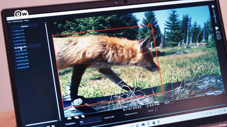 Germany deploys AI across 1,000 sensors to monitor national parks